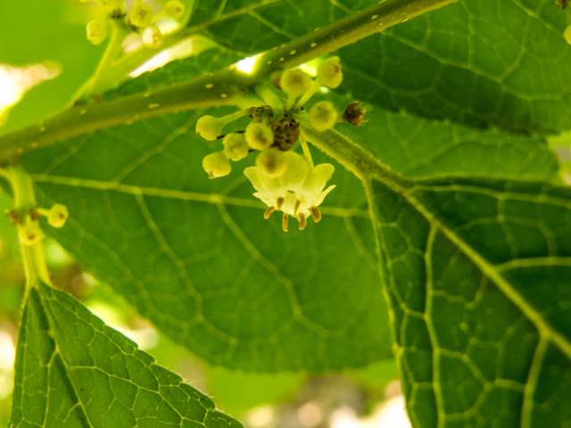 Ilex verticillata (Common winterberry) #58635