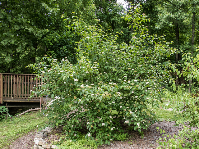 Cornus amomum (Silky dogwood) #58637