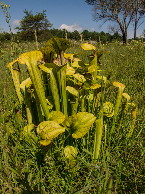 Sarracenia oreophila (Green pitcherplant) #58648