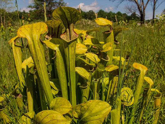Sarracenia oreophila (Green pitcherplant) #58649