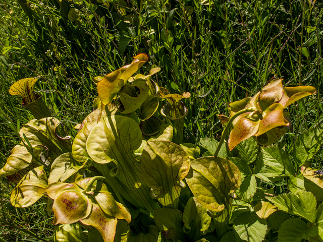Sarracenia oreophila (Green pitcherplant) #58650