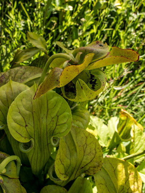 Sarracenia oreophila (Green pitcherplant) #58651