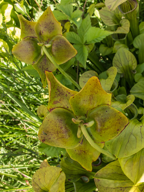 Sarracenia oreophila (Green pitcherplant) #58652