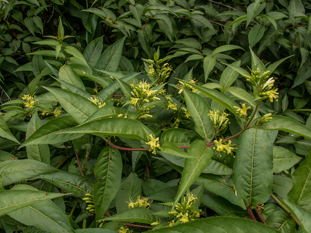 Diervilla sessilifolia (Southern bush honeysuckle) #58666
