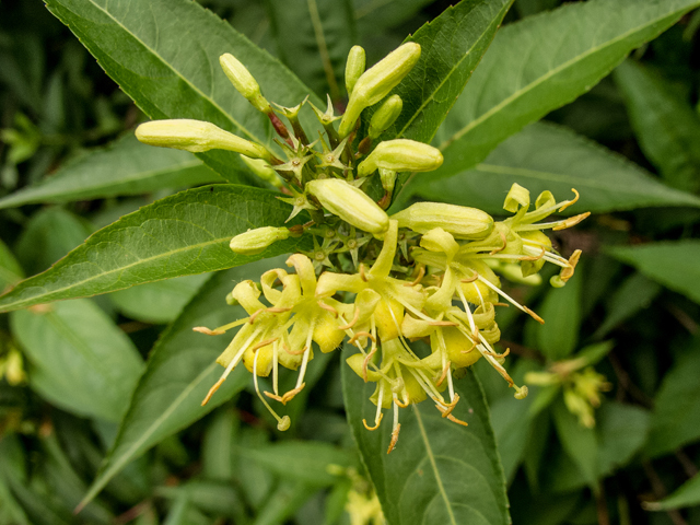 Diervilla sessilifolia (Southern bush honeysuckle) #58667