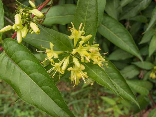 Diervilla sessilifolia (Southern bush honeysuckle) #58668