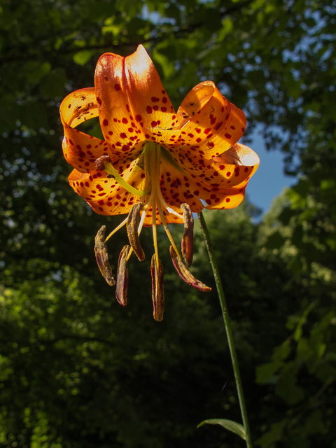 Lilium superbum (Turk's-cap lily) #58694