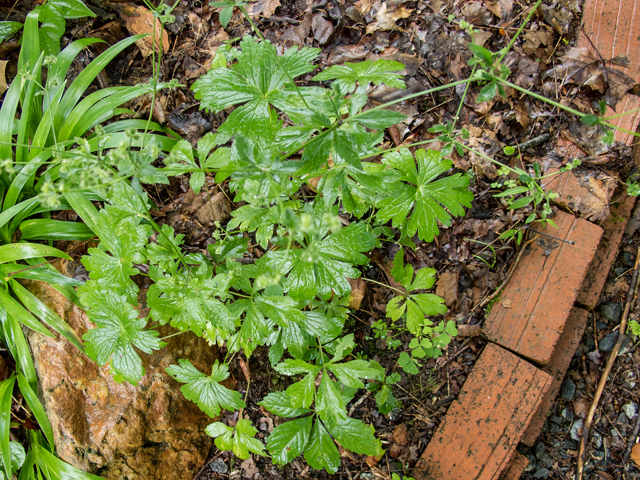 Geranium maculatum (Spotted geranium) #58695