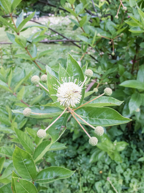 Cephalanthus occidentalis (Common buttonbush) #58701