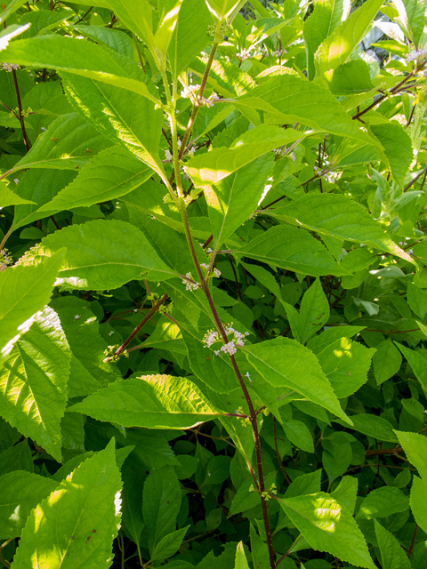 Callicarpa americana (American beautyberry ) #58717