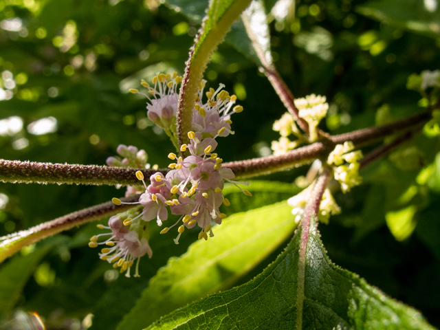 Callicarpa americana (American beautyberry ) #58719