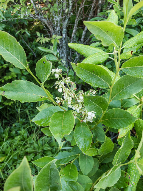 Lyonia ligustrina (Maleberry) #58728