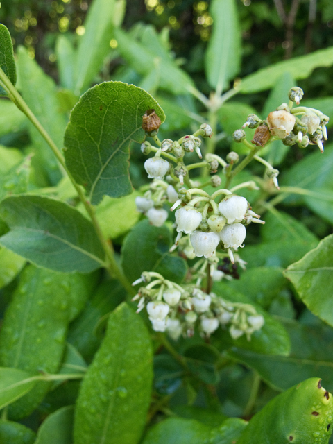 Lyonia ligustrina (Maleberry) #58729
