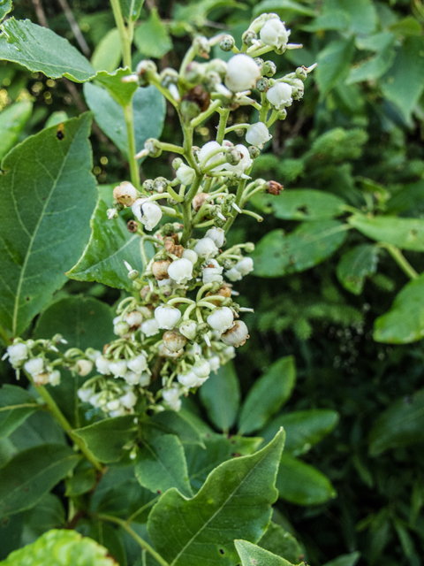 Lyonia ligustrina (Maleberry) #58730