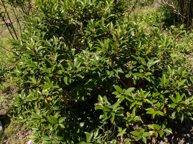 Pieris floribunda (Mountain fetterbush) #58744