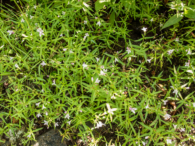 Houstonia longifolia (Longleaf summer bluet) #58753