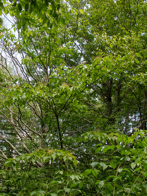 Cornus alternifolia (Alternateleaf dogwood) #58760