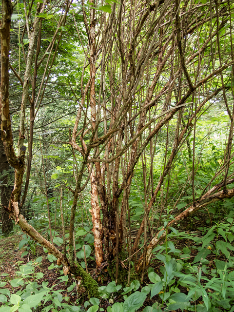 Physocarpus opulifolius (Common ninebark) #58764