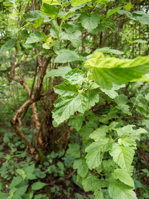 Physocarpus opulifolius (Common ninebark) #58765