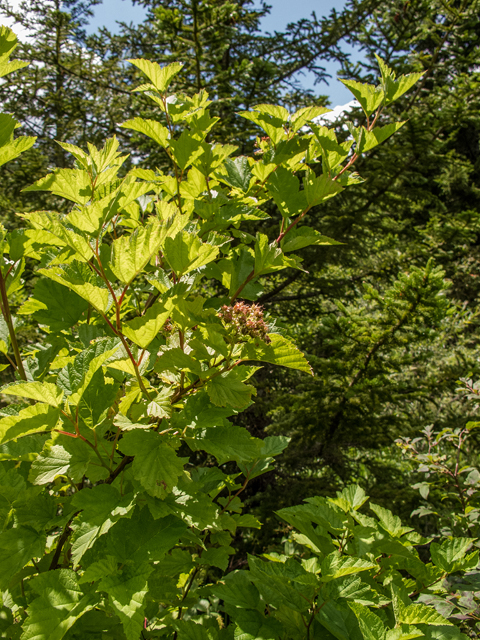 Physocarpus opulifolius (Common ninebark) #58766