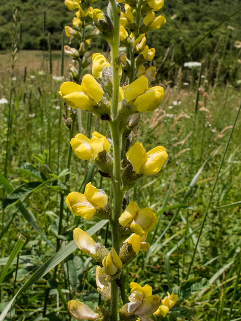 Thermopsis villosa (Carolina bushpea) #58775