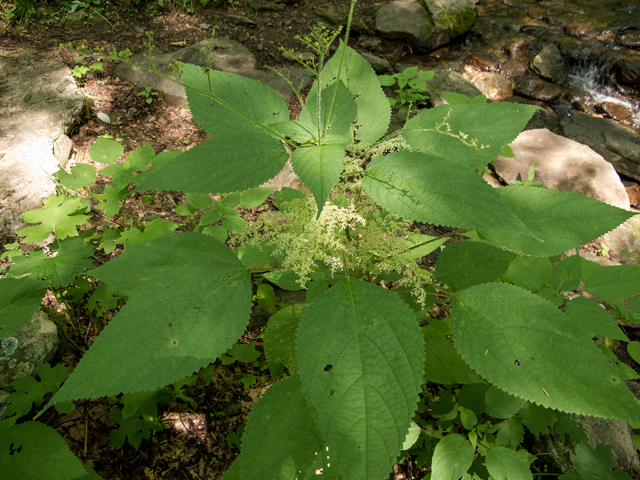Laportea canadensis (Canadian woodnettle) #58809