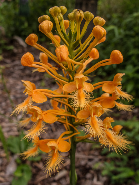 Platanthera ciliaris (Orange fringed orchid) #58817
