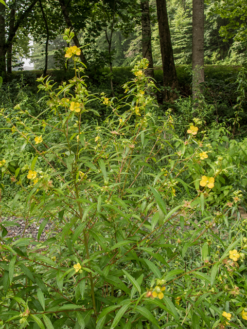 Ludwigia leptocarpa (Anglestem primrose-willow) #58821
