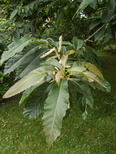 Castanea dentata (American chestnut) #58834