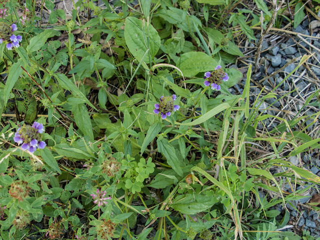 Prunella vulgaris (Common selfheal) #58847