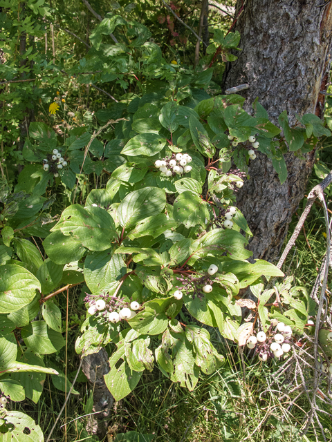 Cornus sericea (Red osier dogwood) #58849