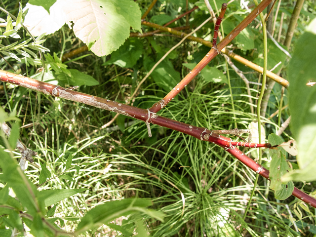 Cornus sericea (Red osier dogwood) #58851