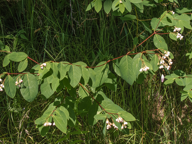 Apocynum androsaemifolium (Spreading dogbane) #58854