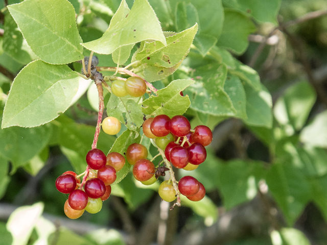Prunus serotina (Black cherry) #58857