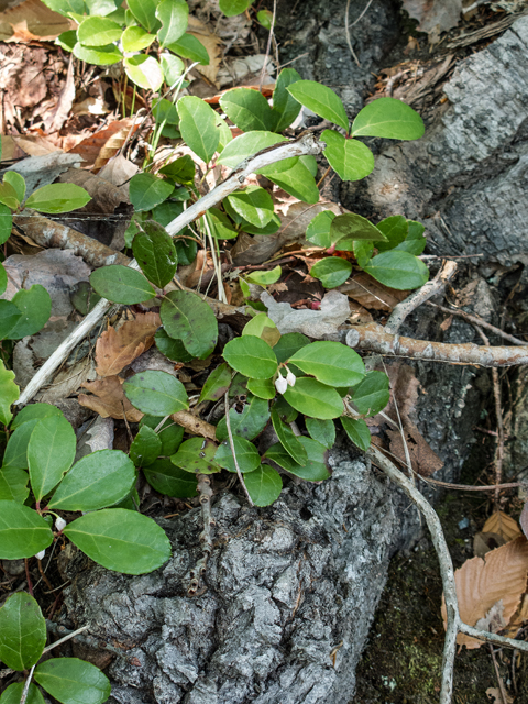 Gaultheria procumbens (Eastern teaberry) #59302