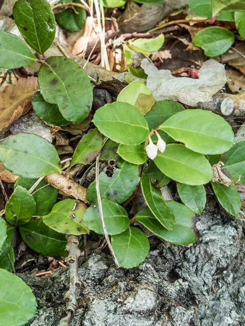 Gaultheria procumbens (Eastern teaberry) #59303