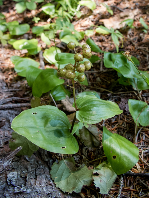 Maianthemum canadense (Canada mayflower) #59304