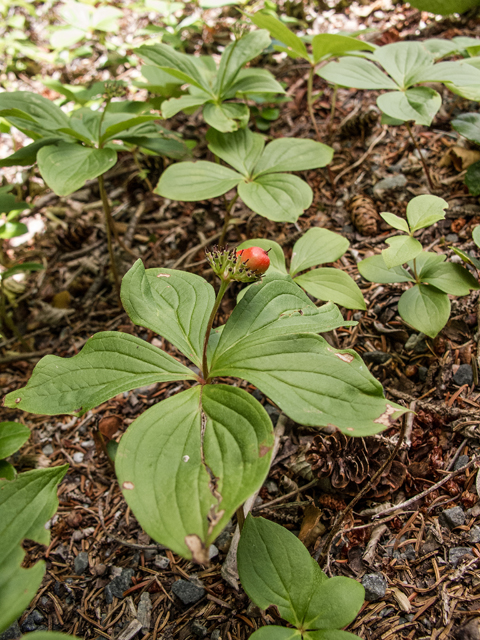 Cornus canadensis (Bunchberry dogwood) #59307
