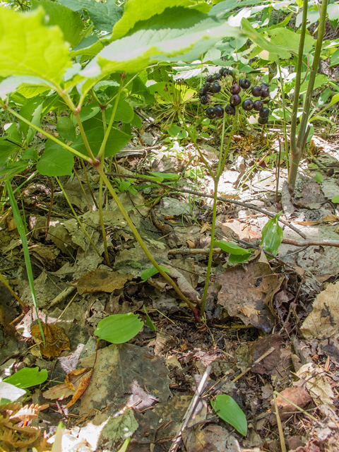Aralia nudicaulis (Wild sarsaparilla) #59317