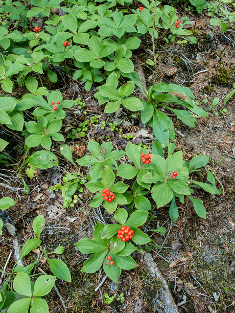 Cornus canadensis (Bunchberry dogwood) #59321