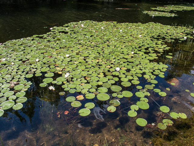 Nymphaea odorata (American white water-lily) #59329
