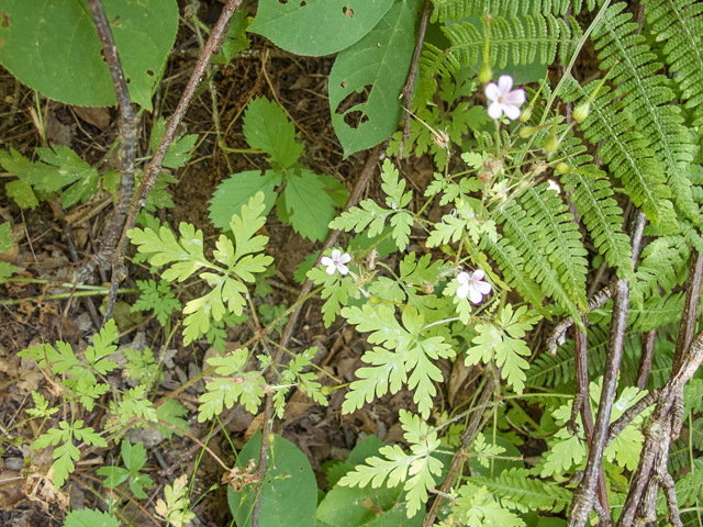Geranium robertianum (Robert geranium) #59356