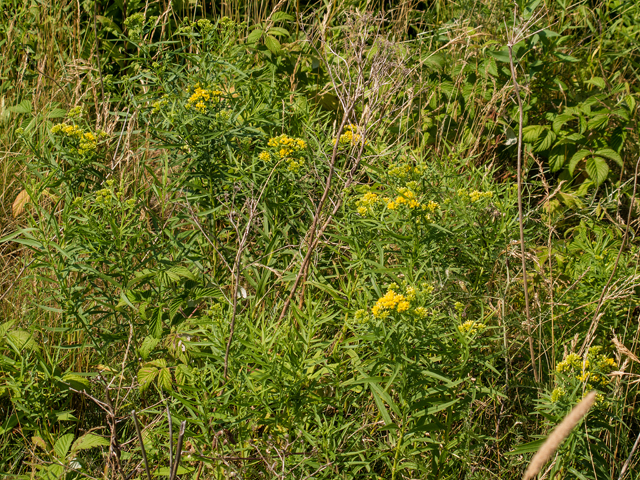 Euthamia graminifolia (Flat-top goldentop) #59362