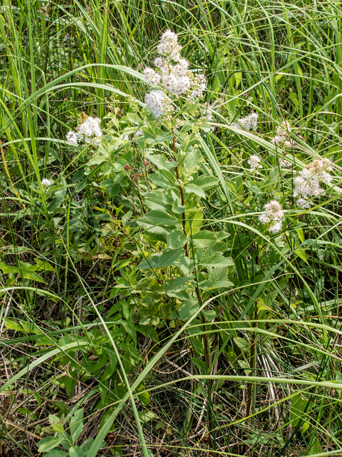 Spiraea alba var. latifolia (White meadowsweet) #59371