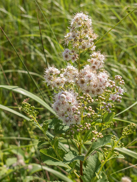 Spiraea alba var. latifolia (White meadowsweet) #59372