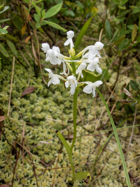 Platanthera blephariglottis (White fringed orchid) #59379
