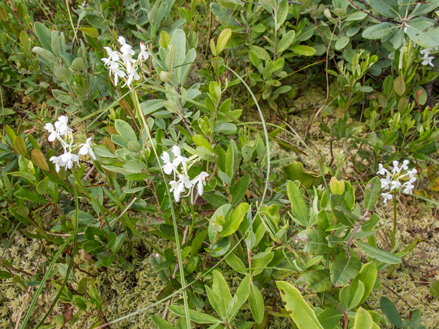 Platanthera blephariglottis (White fringed orchid) #59380
