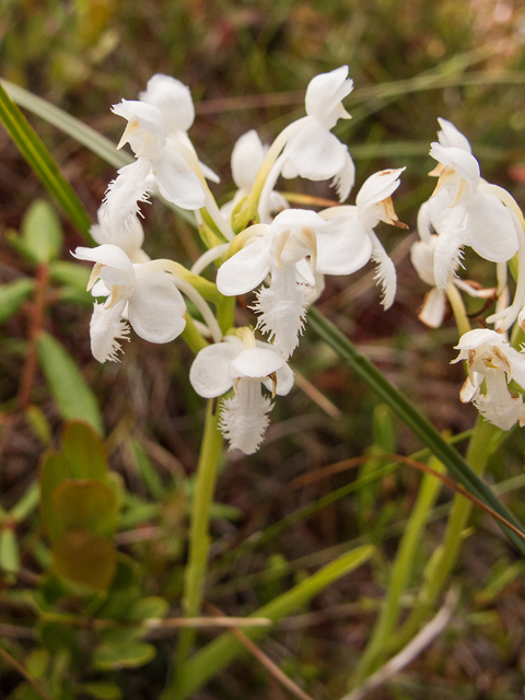 Platanthera blephariglottis (White fringed orchid) #59381