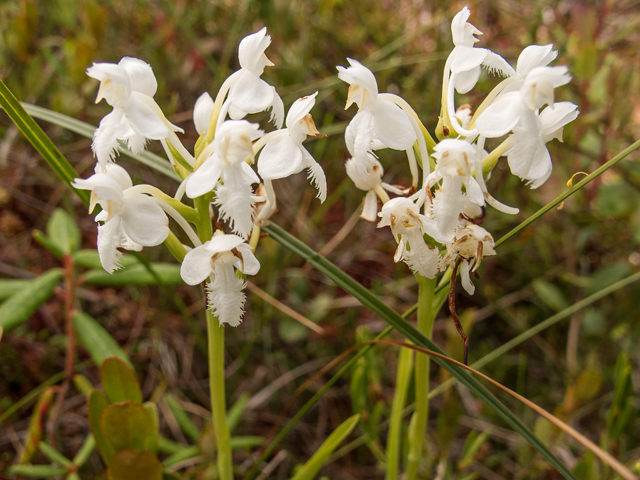 Platanthera blephariglottis (White fringed orchid) #59382