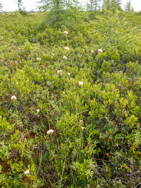 Eriophorum virginicum (Tawny cottongrass) #59383